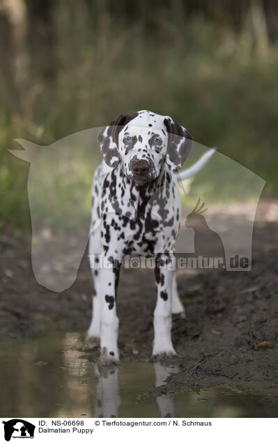 Dalmatiner Welpe / Dalmatian Puppy / NS-06698