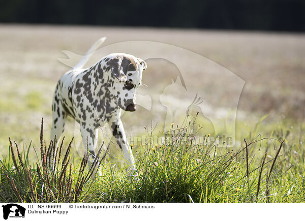 Dalmatiner Welpe / Dalmatian Puppy / NS-06699