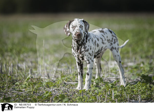 Dalmatiner Welpe / Dalmatian Puppy / NS-06703