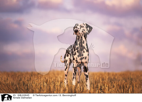 Dalmatiner Hndin / female Dalmatian / SIB-02645