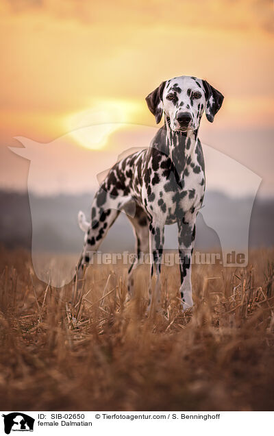 Dalmatiner Hndin / female Dalmatian / SIB-02650