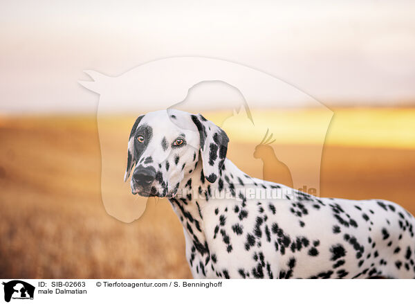 Dalmatiner Rde / male Dalmatian / SIB-02663