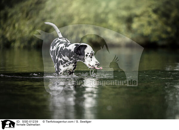 Dalmatiner Hndin / female Dalmatian / SSE-01239