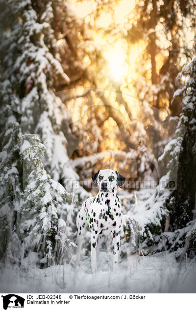 Dalmatiner im Winter / Dalmatian in winter / JEB-02348