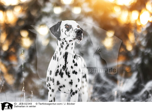 Dalmatiner im Winter / Dalmatian in winter / JEB-02349