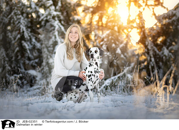 Dalmatian in winter / JEB-02351