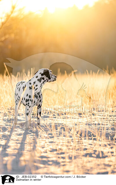 Dalmatian in winter / JEB-02352