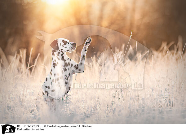 Dalmatiner im Winter / Dalmatian in winter / JEB-02353