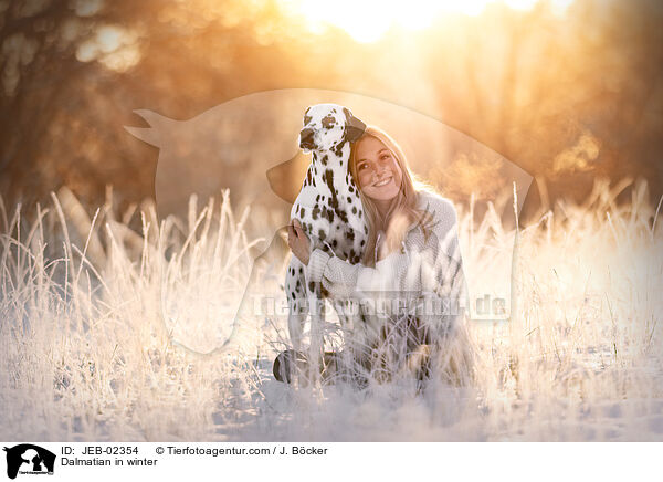 Dalmatian in winter / JEB-02354