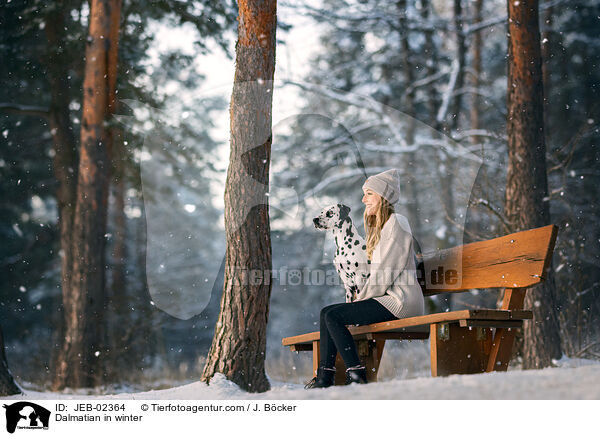Dalmatian in winter / JEB-02364