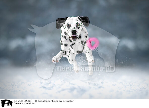Dalmatian in winter / JEB-02365