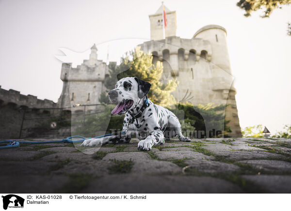 Dalmatiner / Dalmatian / KAS-01028