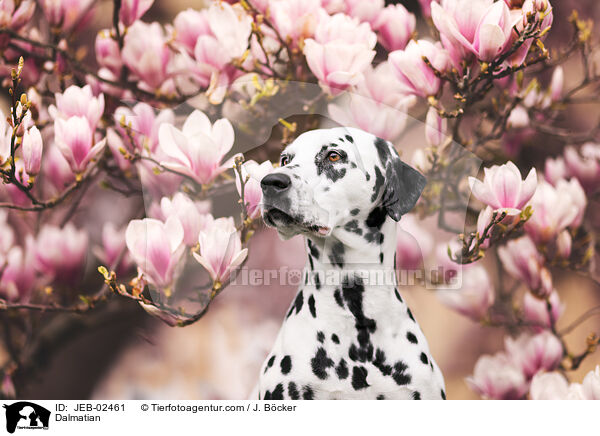 Dalmatiner / Dalmatian / JEB-02461