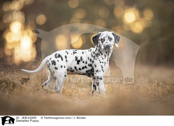 Dalmatiner Welpe / Dalmatian Puppy / JEB-02895