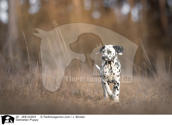 Dalmatiner Welpe / Dalmatian Puppy / JEB-02904