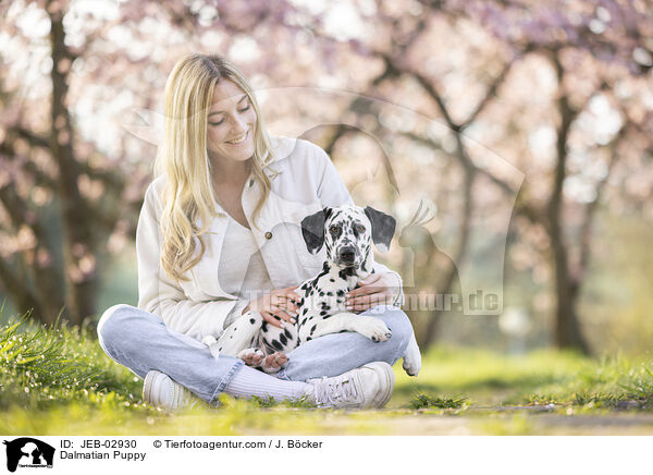 Dalmatiner Welpe / Dalmatian Puppy / JEB-02930