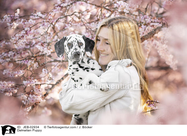 Dalmatiner Welpe / Dalmatian Puppy / JEB-02934