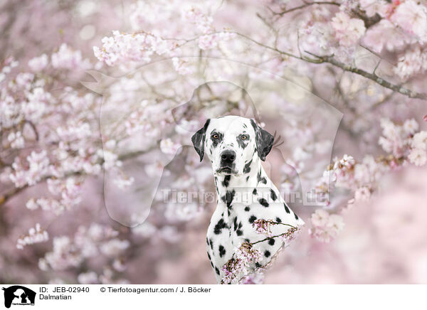 Dalmatiner / Dalmatian / JEB-02940