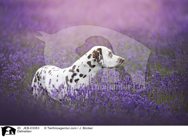 Dalmatiner / Dalmatian / JEB-03063