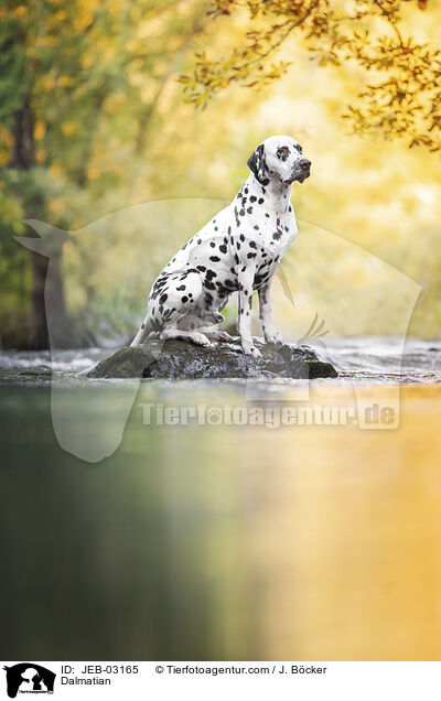 Dalmatiner / Dalmatian / JEB-03165