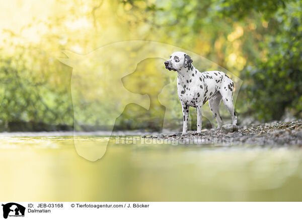 Dalmatiner / Dalmatian / JEB-03168