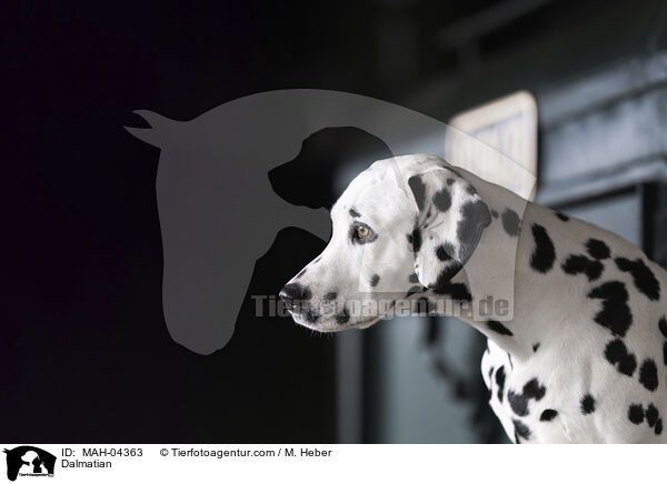 Dalmatiner / Dalmatian / MAH-04363