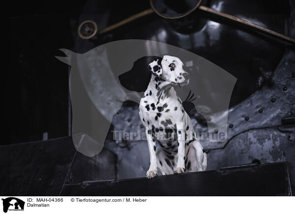 Dalmatiner / Dalmatian / MAH-04366