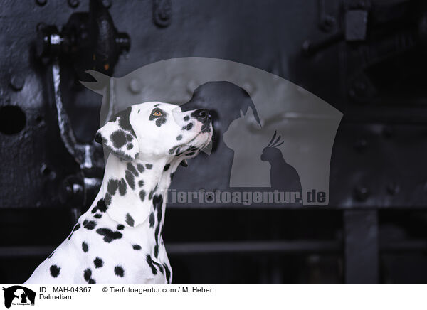 Dalmatiner / Dalmatian / MAH-04367