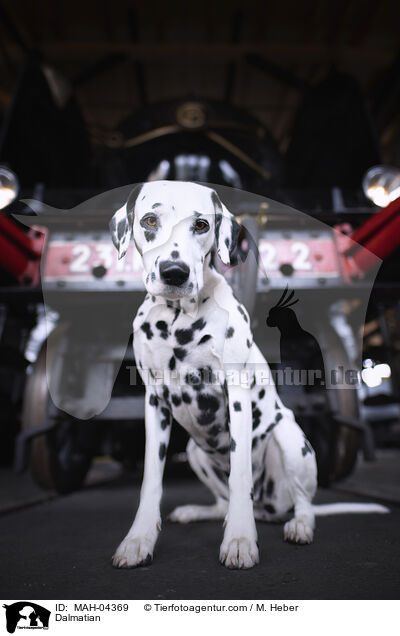 Dalmatiner / Dalmatian / MAH-04369