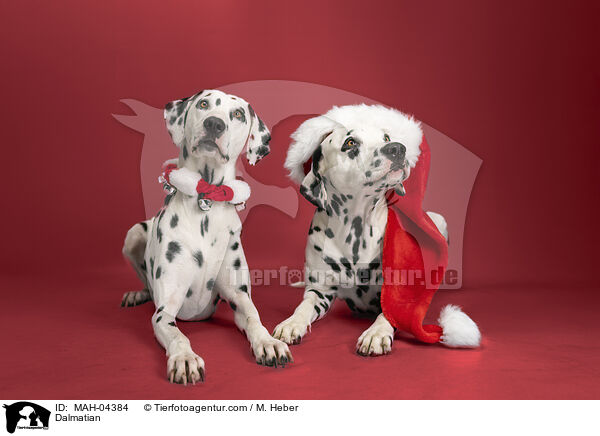 Dalmatiner / Dalmatian / MAH-04384