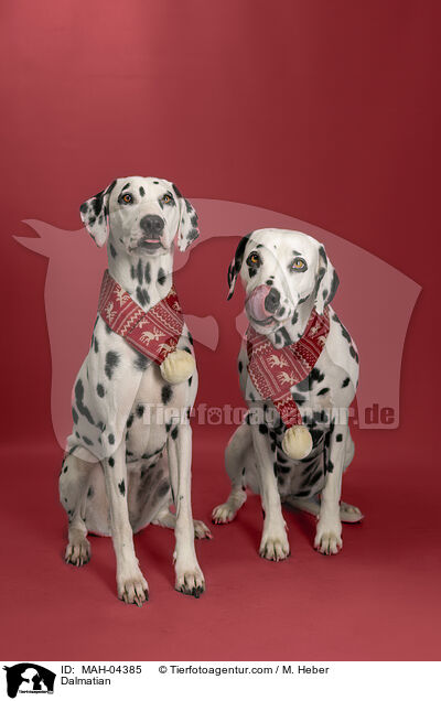 Dalmatiner / Dalmatian / MAH-04385