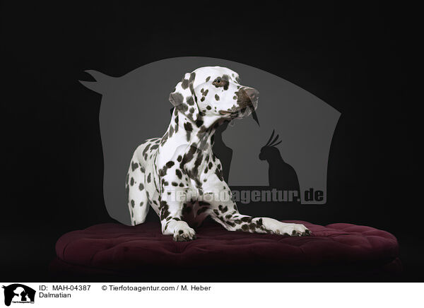 Dalmatiner / Dalmatian / MAH-04387