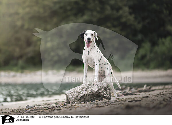 Dalmatiner / Dalmatian / DH-03390