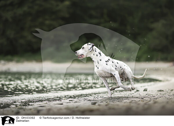 Dalmatiner / Dalmatian / DH-03392