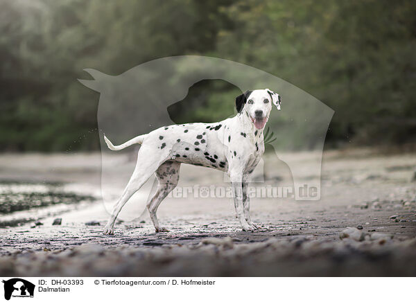 Dalmatiner / Dalmatian / DH-03393