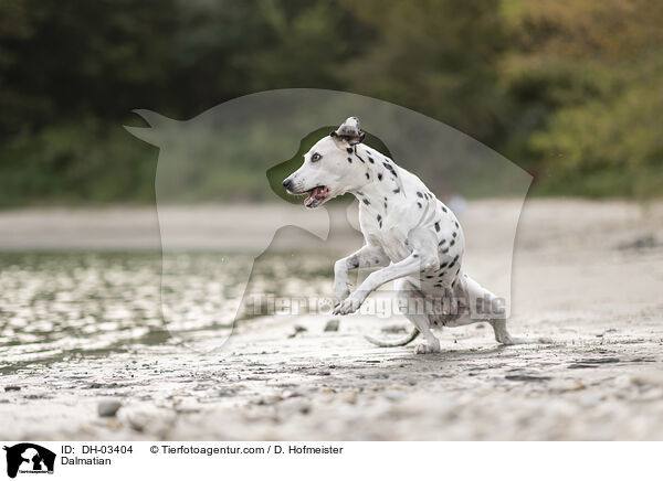 Dalmatiner / Dalmatian / DH-03404