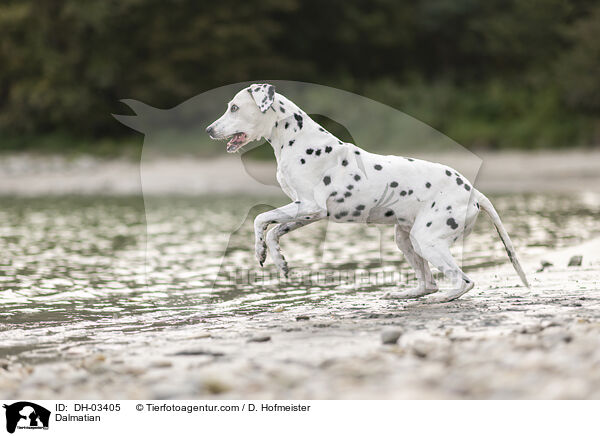 Dalmatiner / Dalmatian / DH-03405