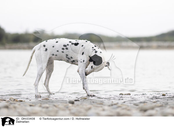 Dalmatiner / Dalmatian / DH-03408