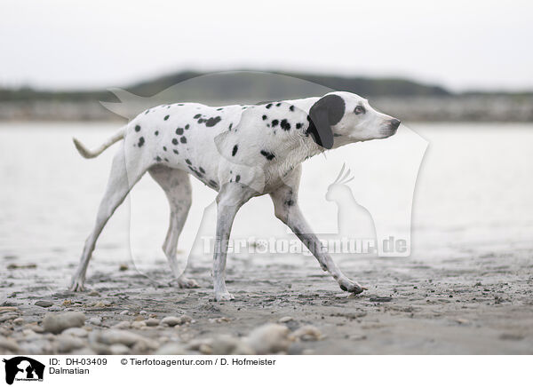 Dalmatiner / Dalmatian / DH-03409