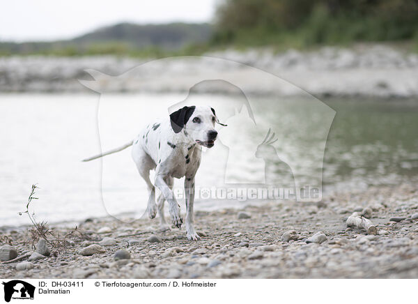 Dalmatiner / Dalmatian / DH-03411