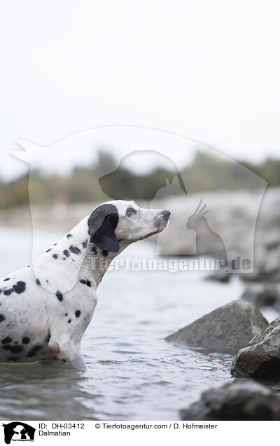 Dalmatiner / Dalmatian / DH-03412