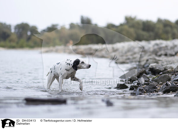 Dalmatiner / Dalmatian / DH-03413