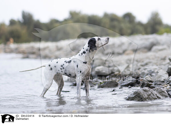 Dalmatiner / Dalmatian / DH-03414