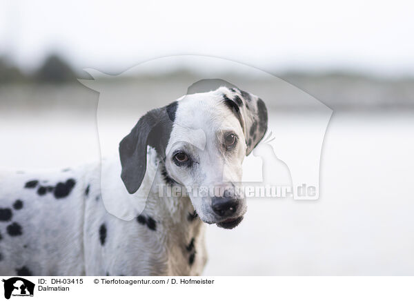 Dalmatiner / Dalmatian / DH-03415