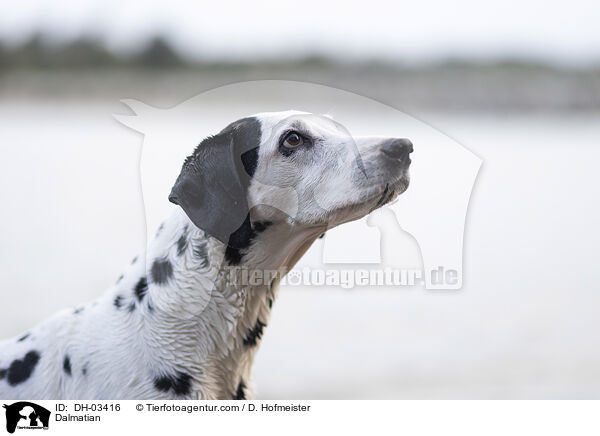 Dalmatiner / Dalmatian / DH-03416