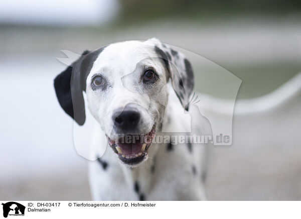 Dalmatiner / Dalmatian / DH-03417