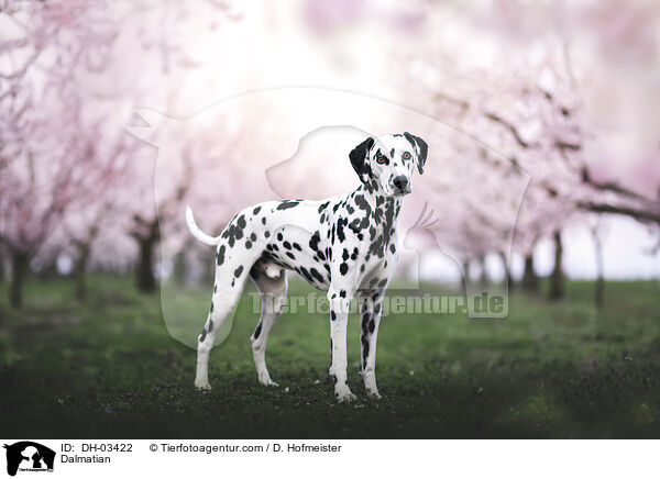 Dalmatiner / Dalmatian / DH-03422