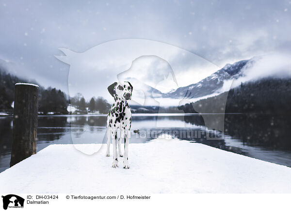 Dalmatiner / Dalmatian / DH-03424