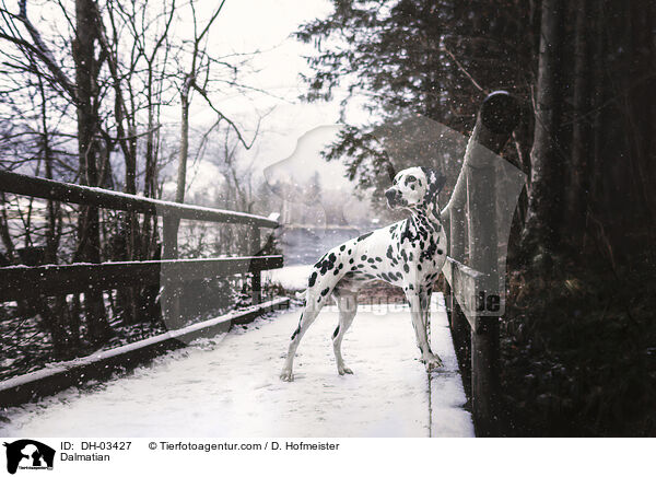 Dalmatiner / Dalmatian / DH-03427