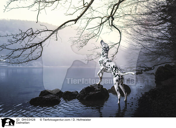 Dalmatiner / Dalmatian / DH-03428